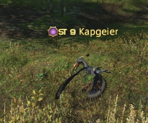 Kapgeier.jpg