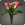 Rote Aronstäbeicon.png