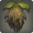 Drachenflugkraut