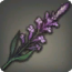 Aromatische Kräuter
