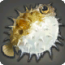 Königs-Kugelfisch